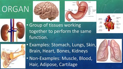 A Group Of Organs That Perform A Function