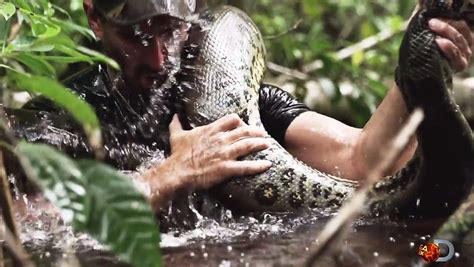 Anaconda Eats Human