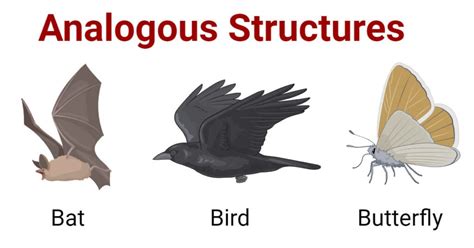 Analogous Structures Examples