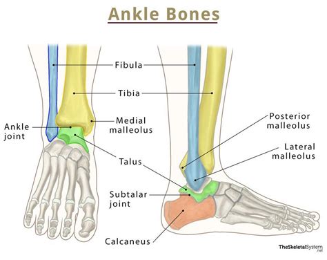 Ankle Bone Name