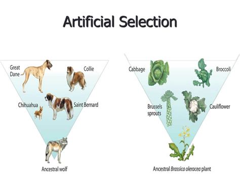 Artificial Selection Definition