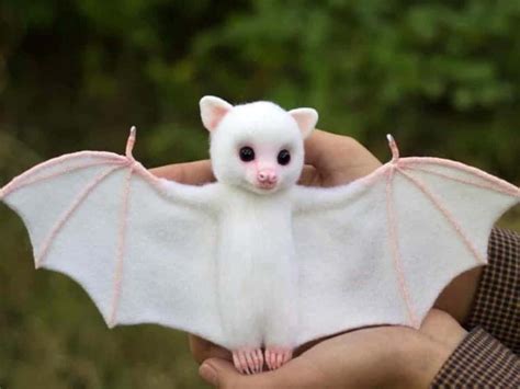 Bat Cute