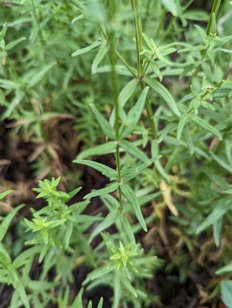 Bedstraw
