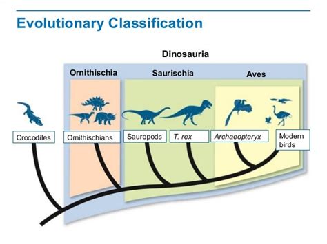 Biology Definition Of Evolutionary Classification