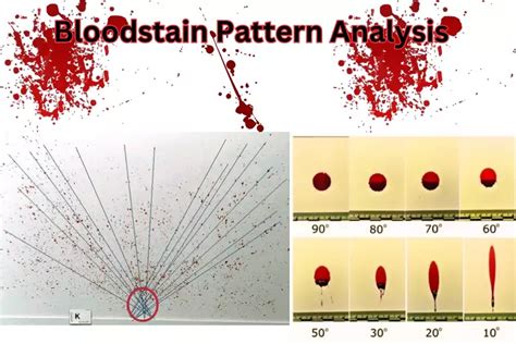 Bloodstain Pattern Analyst