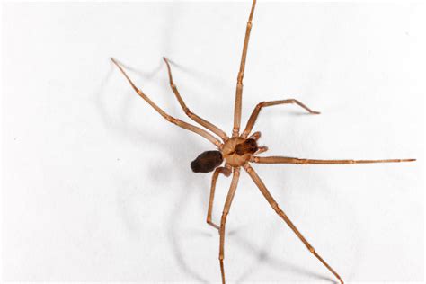 Brown Recluse Small