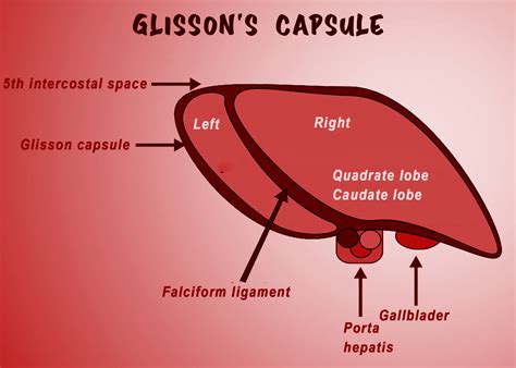 Capsule Of Glisson