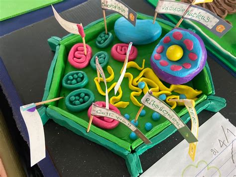 Cell Model Projects