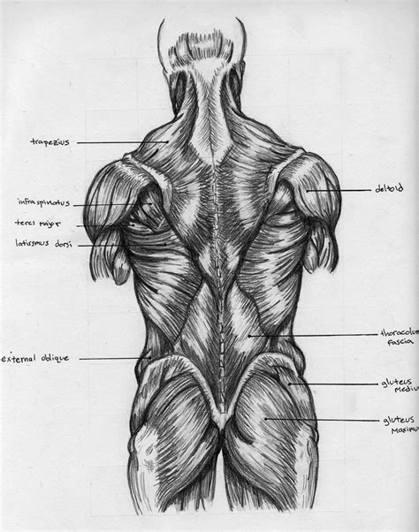 Chart Of Back Muscles
