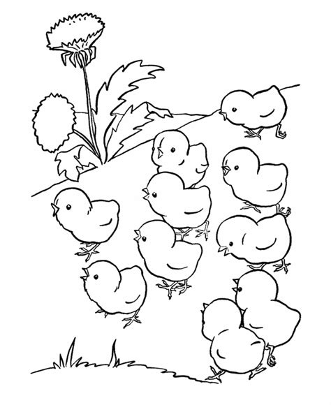 Chicks Coloring Pages