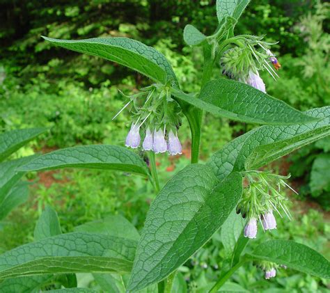 Comfrey Leaves