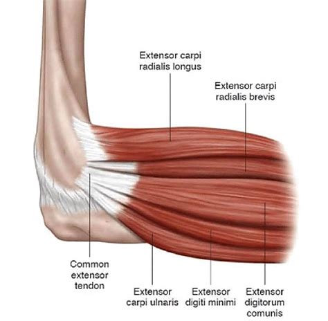 Common Extensor Tendon