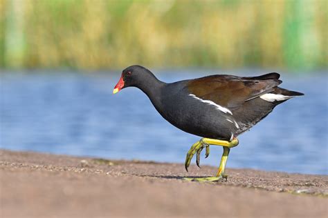 Common Moorhen