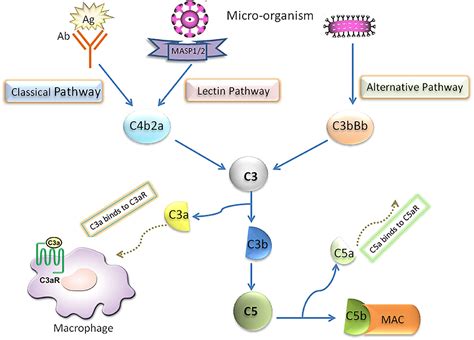 Complement Component C3c High