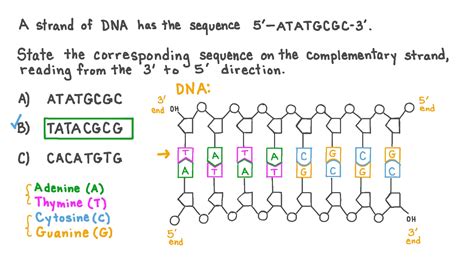 Complementary Dna Strand
