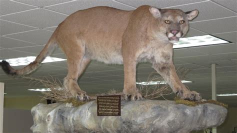 Cougars In Michigan
