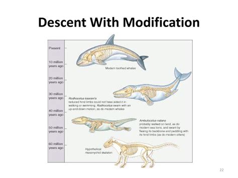 Descent With Modification