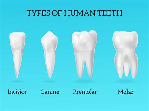 Different Types Of Teeth