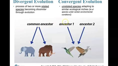 Divergent Vs Convergent Evolution