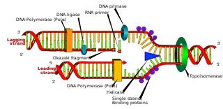 Dna Ligase Function