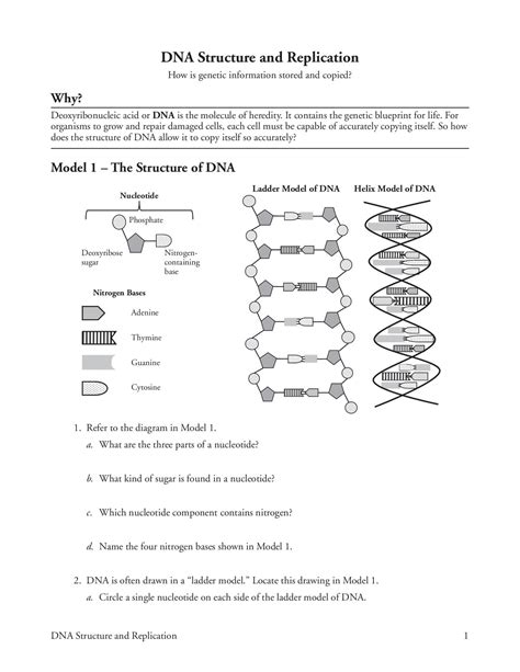 Dna Replication Worksheet