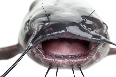 Do Catfish Have Teeth