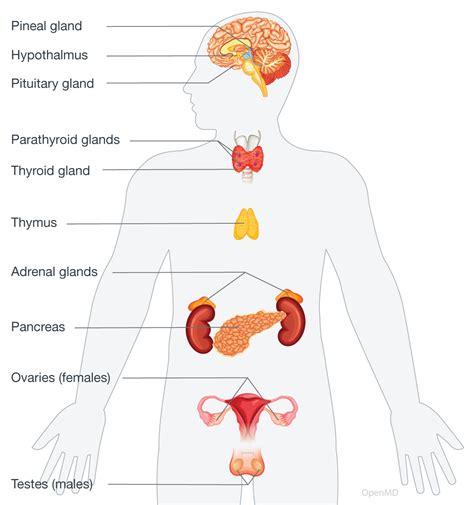 Endocrine System Labeled