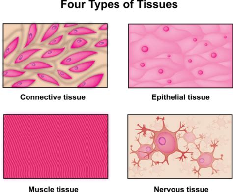 Example For Tissues