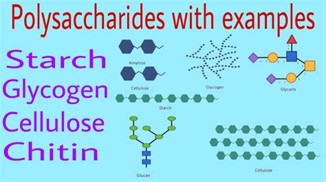 Examples Of Polysaccharides