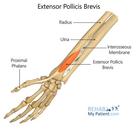 Extensor Pollicis Brevis