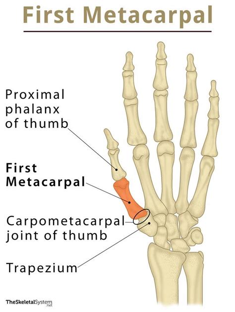 First Carpometacarpal Joint