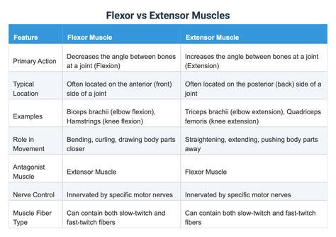 Flexor Vs Extensor