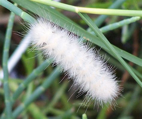 Fluffy White Caterpillar