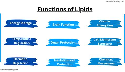 Function Of Lipids