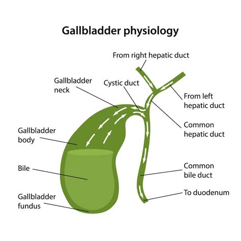 Function Of The Gallbladder