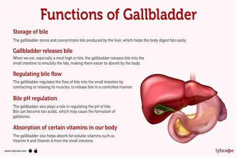 Gallbladder What Does It Do