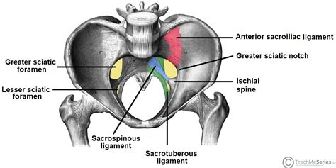 Greater Sciatic Foramen