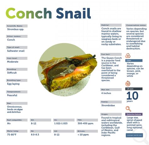 How To Say Conch