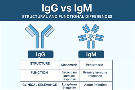 Igg Versus Igm