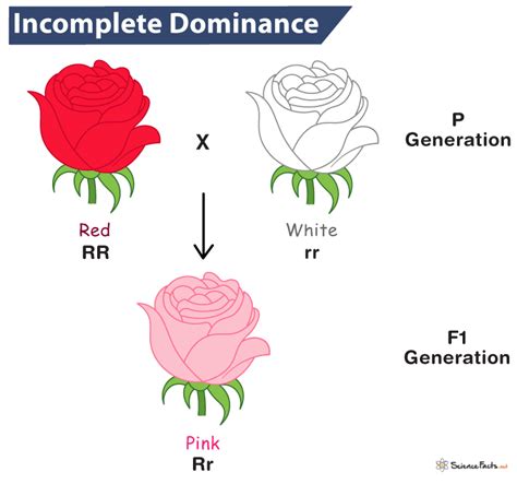 Incomplete Dominance Example