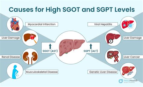 Increased Sgpt Indicates