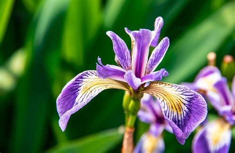 Iris Plant