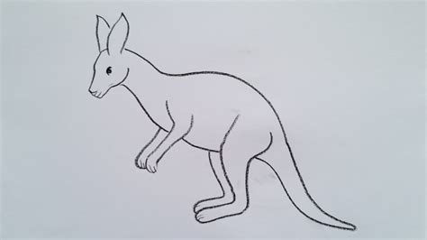 Kangaroo Drawing Easy