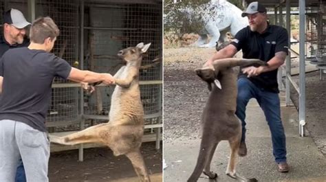 Kicked By Kangaroo
