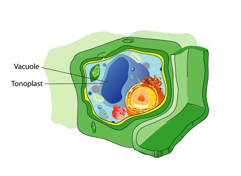 Large Central Vacuole