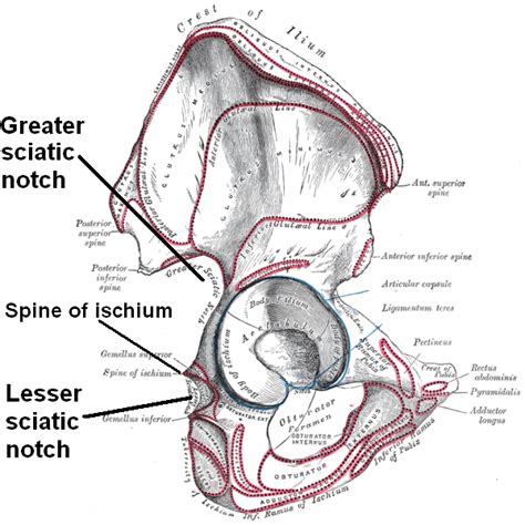 Lesser Sciatic Notch
