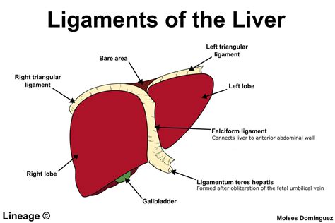 Ligamentum Teres Liver