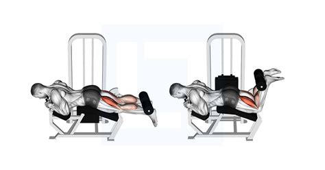 Lying Hamstring Curl