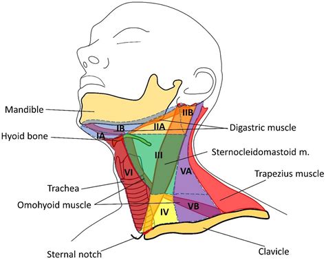 Lymph Node Dissection