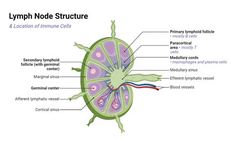 Lymph Node Labeling